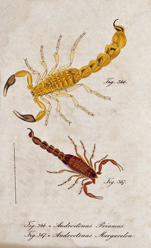view Two scorpions: Androctonus priamus and Androctonus margarelon. Coloured engraving.