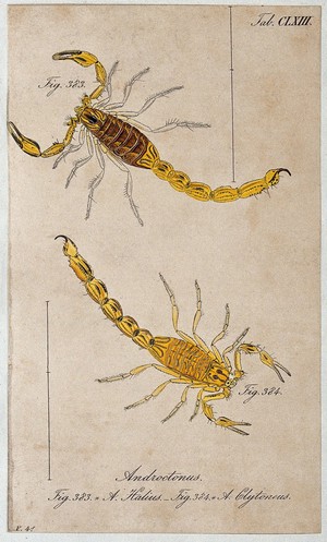view Two scorpions: Androctonus halius and Androctonus clytoneus. Coloured engraving.
