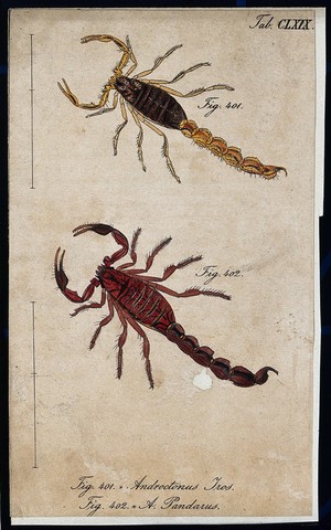 view Two scorpions: Androctonus iros and Androctonus pandarus. Coloured engraving.