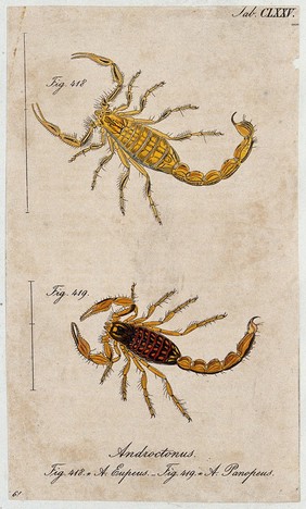 Two scorpions: Androctonus eupeus and Androctonus panopeus. Coloured engraving.