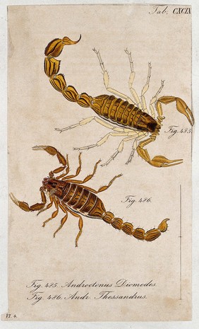 Two scorpions: Androctonus diomedes and Androctonus thessandrus. Coloured engraving.