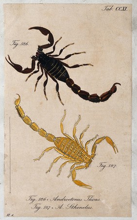 Two scorpions: Androctonus thoas and Androctonus sthenelus. Coloured engraving.