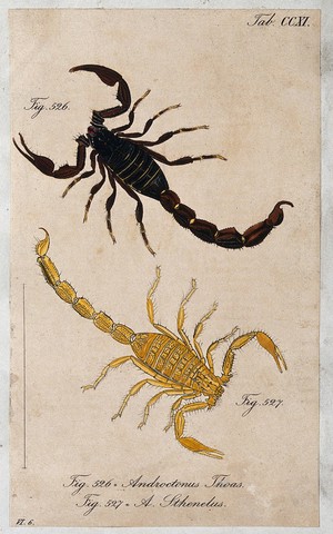 view Two scorpions: Androctonus thoas and Androctonus sthenelus. Coloured engraving.