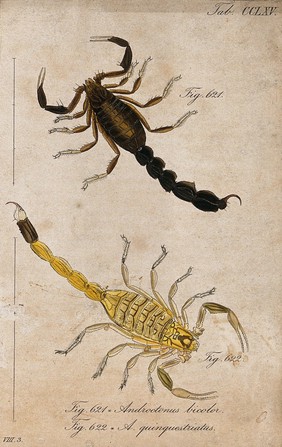 Two scorpions: Androctonus bicolor and Androctonus quinquestriatus. Coloured engraving.