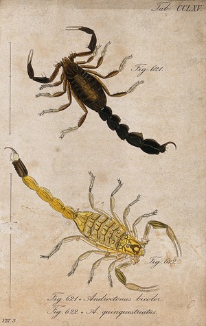 view Two scorpions: Androctonus bicolor and Androctonus quinquestriatus. Coloured engraving.