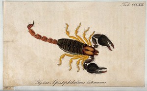 view A scorpion: Opistophthalmus latimanus. Coloured engraving.
