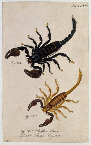 view Two scorpions: Buthus caesar and Buthus ceylonicus. Coloured engraving.