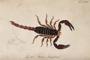 view A scorpion: Buthus bengalensis. Coloured engraving.