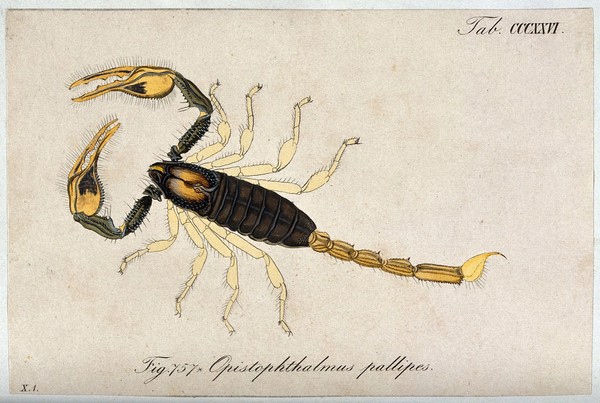 A scorpion: Opistophthalmus pallipes. Coloured engraving.