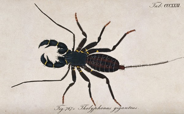 A scorpion: Thelyphonus giganteus. Coloured engraving.