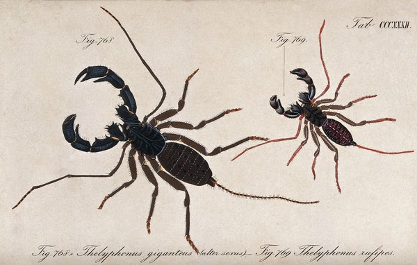 Two scorpions: Thelyphonus giganteus and Thelyphonus rufipes. Coloured engraving.