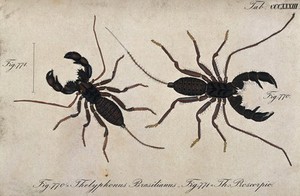 view Two scorpions: Thelyphonus brasilianus and Thelyphonus proscorpio. Coloured engraving.