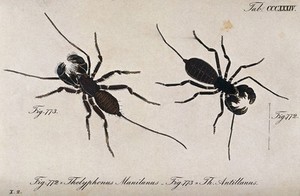 view Two scorpions: Thelyphonus manilanus and Thelyphonus antillanus. Coloured engraving.