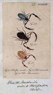 Three false scorpions: Chelifer ixoides, Chelifer cancroides and Chelifer museorum. Coloured engraving.