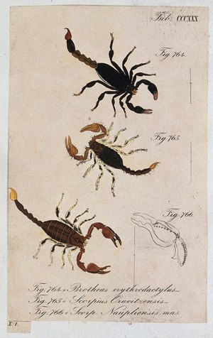 view Three scorpions: Brotheas erythrodactylus, Scorpius oravitzensis and Scorpius naupliensis. Coloured engraving.