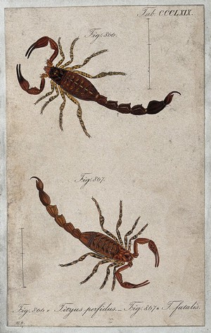 view Two scorpions: Tityus perfidus and Tityus fatalis. Coloured engraving.