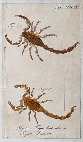 Two scorpions: Tityus denticulatus and Tityus serenus. Coloured engraving.