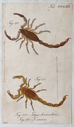 view Two scorpions: Tityus denticulatus and Tityus serenus. Coloured engraving.