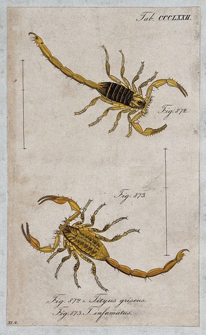 view Two scorpions: Tityus griseus and Tityus infamatus. Coloured engraving.