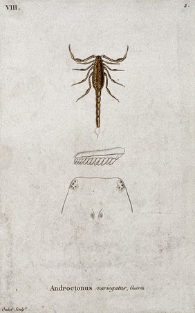 A scorpion (Androctonus variegatus) with anatomical sections. Coloured etching by Oudet.