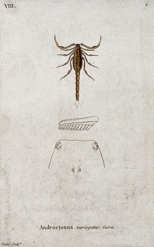 view A scorpion (Androctonus variegatus) with anatomical sections. Coloured etching by Oudet.