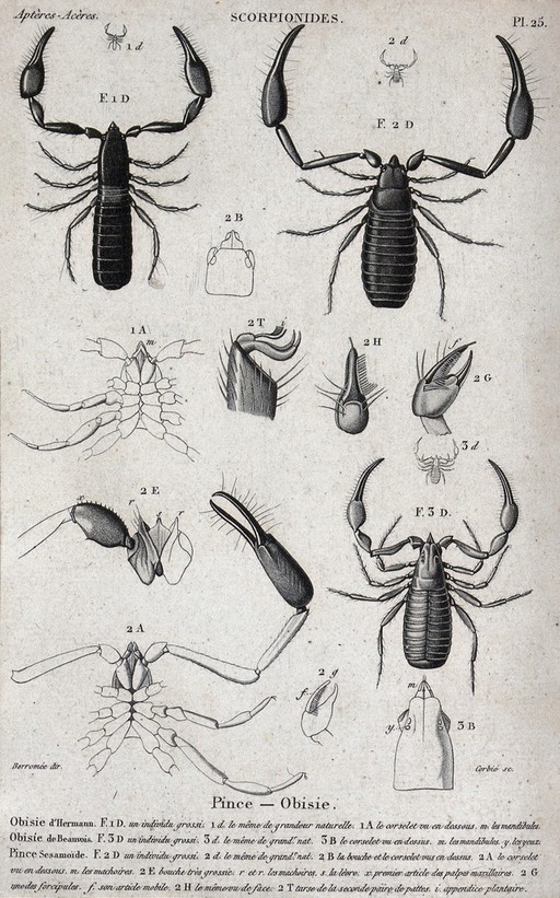 Three tail-less scorpions with anatomical segments. Engraving with stipple by Corbie.