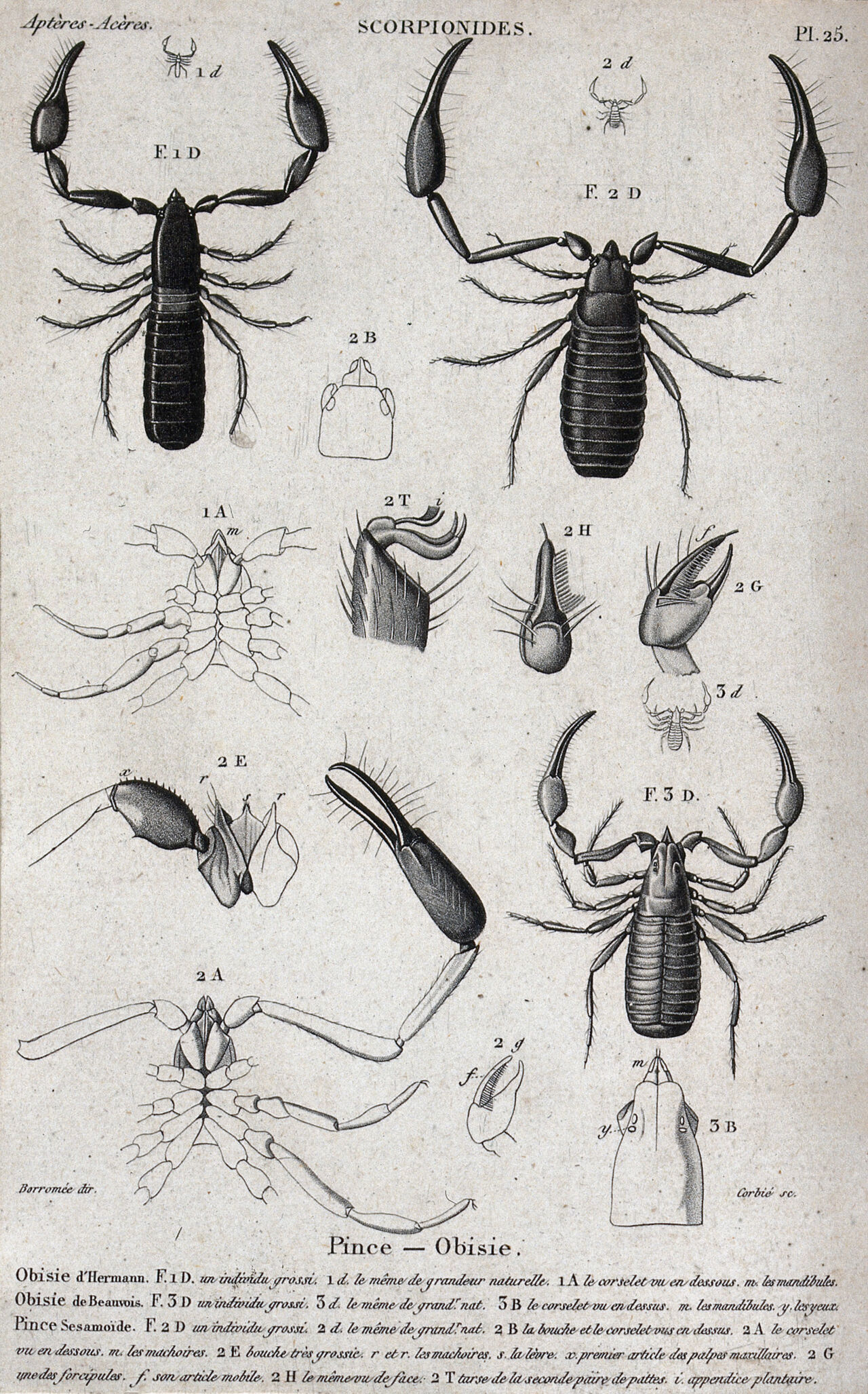 Three tail-less scorpions with anatomical segments. Engraving with stipple by Corbie., by Corbie