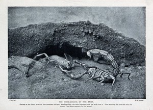 view A female scorpion being led into a burrow by her mate. Reproduction of a photograph by P. H. Fabre.