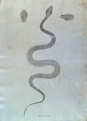 An Indian snake: Bodroo Pam. Engraving by Skelton, ca. 1796.
