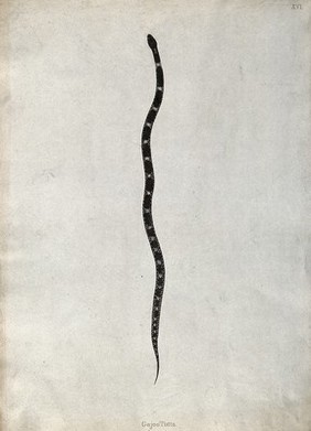 An Indian snake: Gajoo Tutta. Engraving by Skelton, ca. 1796.