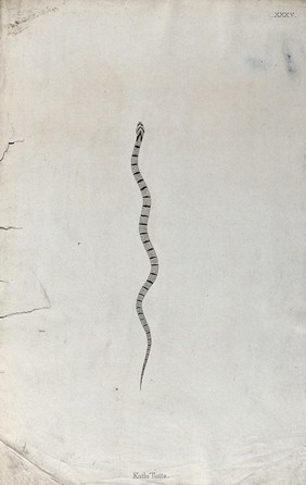 An Indian snake: Katla Tutta. Engraving by W. Skelton, ca. 1796.