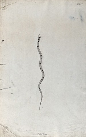 view An Indian snake: Katla Tutta. Engraving by W. Skelton, ca. 1796.