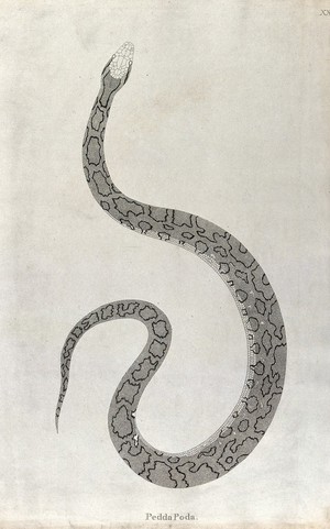 view An Indian snake: Pedda Poda. Engraving by W. Skelton, ca. 1796.