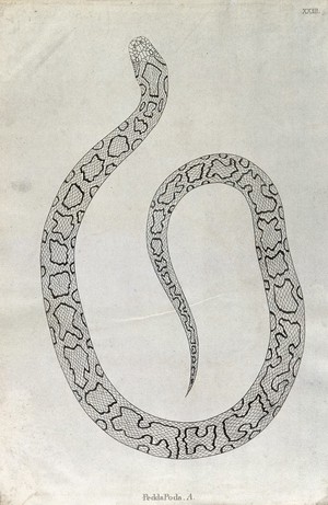 view An Indian snake: Pedda Poda. Engraving by W. Skelton, ca. 1796.