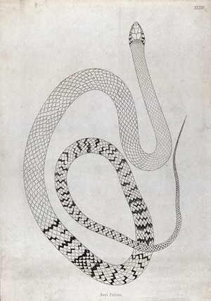 view An Indian snake: Jeri Potoo. Engraving by W. Skelton, ca. 1796.