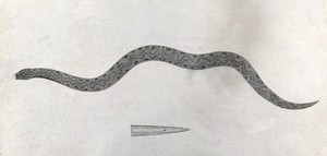 view An Indian snake of the Boa genus: Padain Cootoo. Engraving by W. Skelton, ca. 1796.