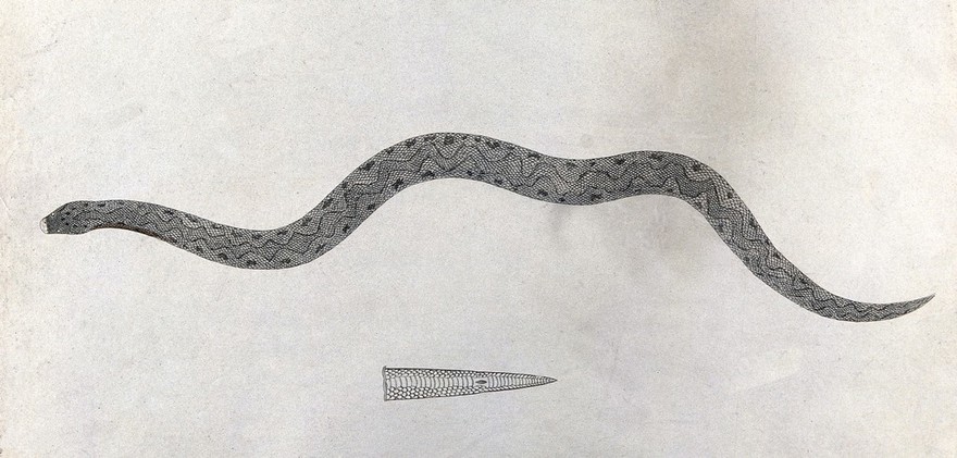 An Indian snake of the Boa genus: Padain Cootoo. Engraving by W. Skelton, ca. 1796.