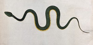 view An Indian snake, Bodroo Pam. Coloured engraving by W. Skelton, ca. 1796.