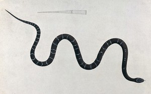 view An Indian snake of the Boa genus, Gedi Paragoodoo. Coloured engraving by W. Skelton, ca. 1796.