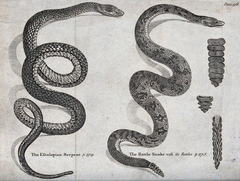 An Aesculapian serpent and rattle snake with sections of it's tail end ...