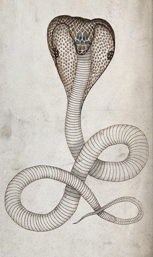 view A hooded cobra in striking position. Coloured engraving, ca. 1792.