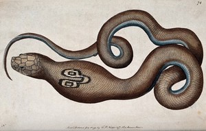 view A snake with expanded neck. Coloured engraving, ca. 1791.