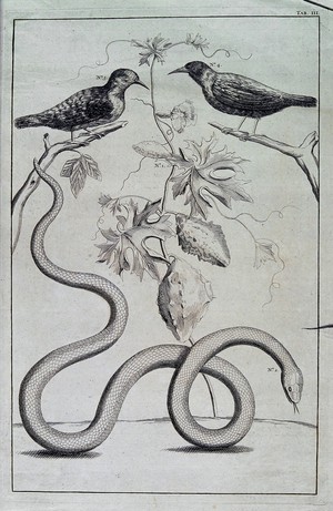 view A snake, a Cucumis plant and two birds. Engraving.