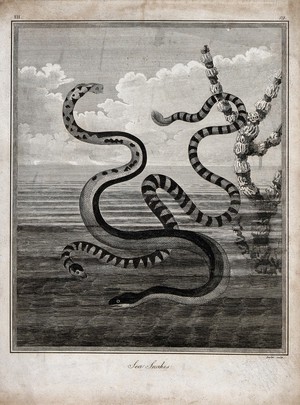 view Two sea snakes with their tails in the air. Engraving by J. Barlow.