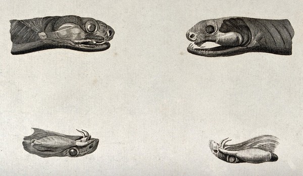 The heads and upper palates with fangs of two snakes. Engraving, ca. 1796.