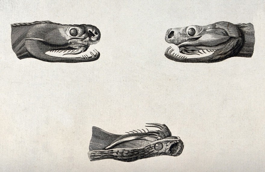 The heads of two snakes and upper palate with fangs of one of them. Engraving, ca. 1796.