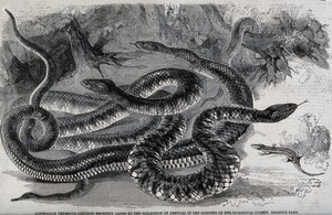 view Three large snakes in the gardens of the Zoological Sociey, Regent's Park. Wood engraving, ca. 1850.