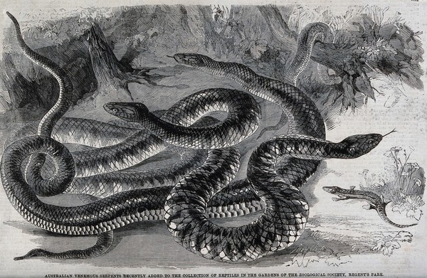 Three large snakes in the gardens of the Zoological Sociey, Regent's Park. Wood engraving, ca. 1850.