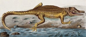 view An alligator. Coloured engraving, ca. 1800.