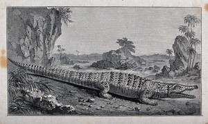 view A crocodile in natural surroundings. Engraving.